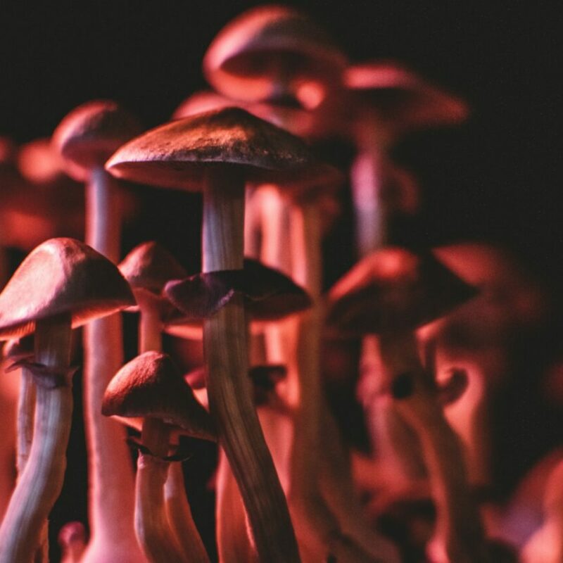  | Mushrooms Canada